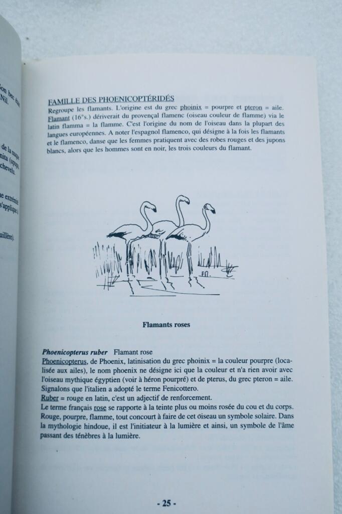Oiseau étymologie des noms d&rsquo;oiseaux