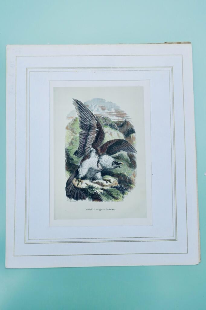 Bearded Eagle Colored Print