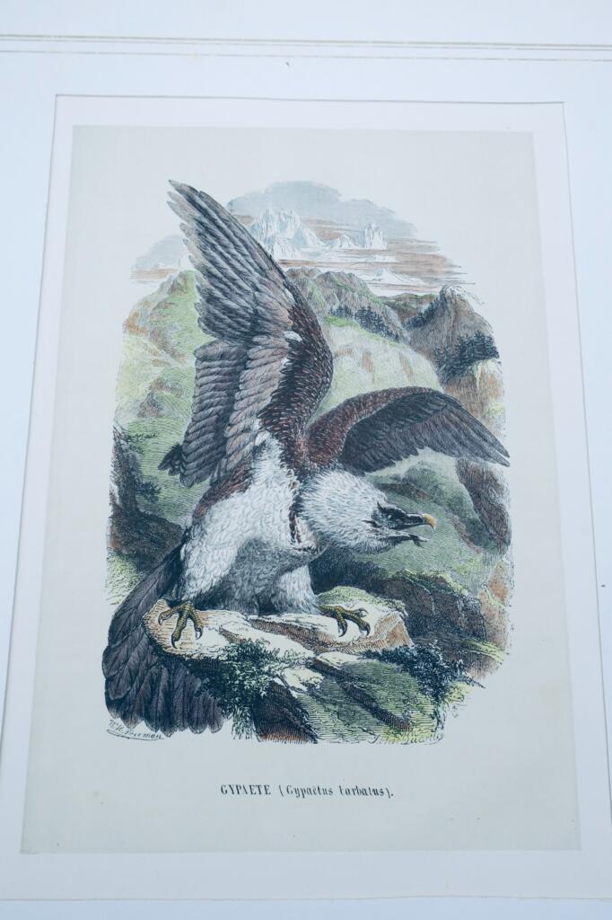 Bearded Eagle Colored Print