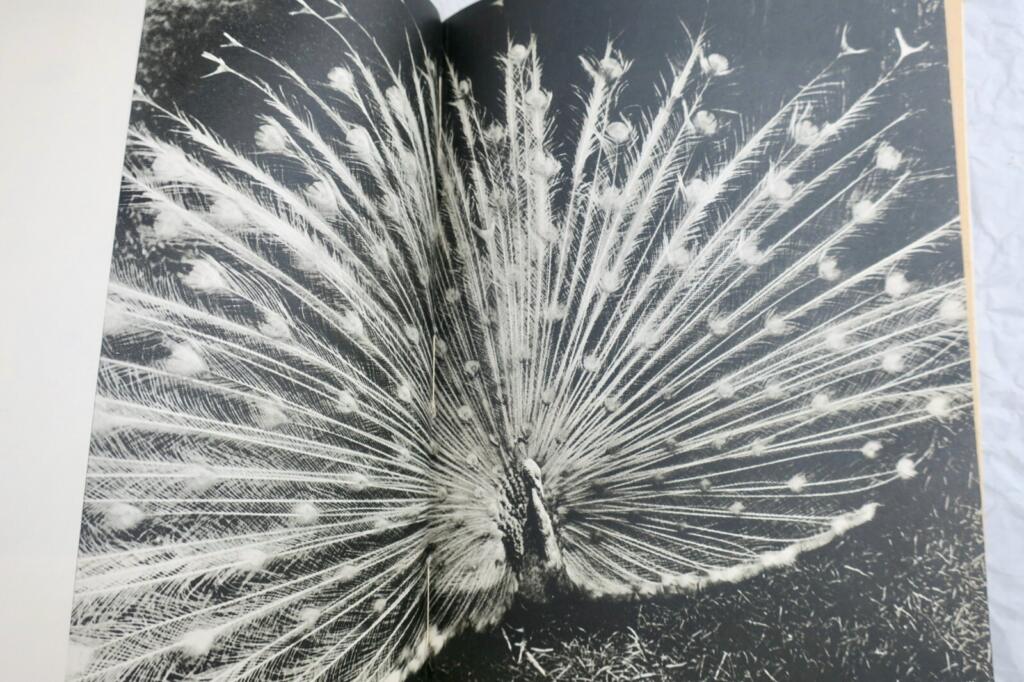Die faszinierende Welt der Vögel mit Widmung