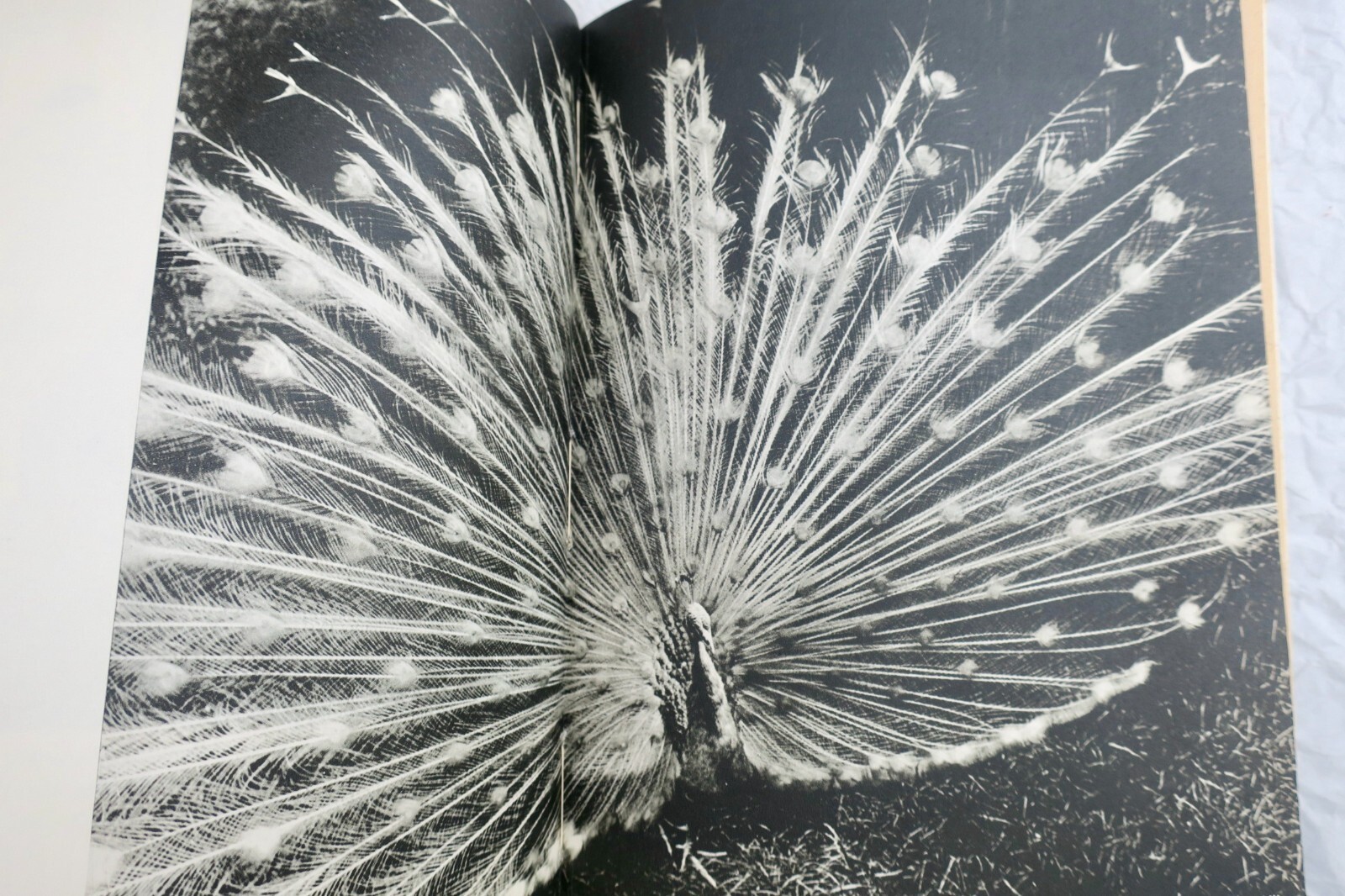 Die faszinierende Welt der Vögel mit Widmung - Image 7
