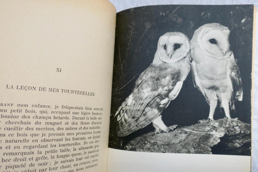 Die faszinierende Welt der Vögel mit Widmung