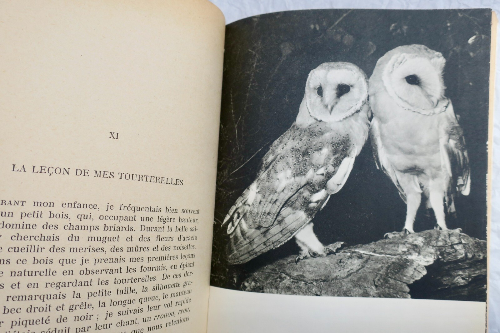 Die faszinierende Welt der Vögel mit Widmung - Image 8