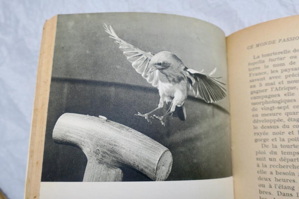 Die faszinierende Welt der Vögel mit Widmung