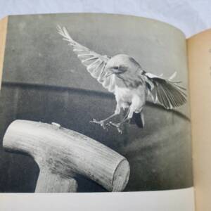 Oiseaux Ce monde passionnant des oiseaux + dédicace