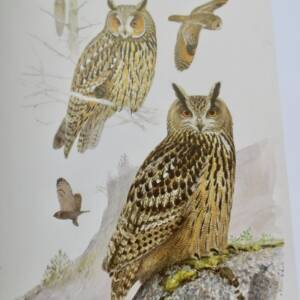 Oiseaux LUMIÈRE ET LES OISEAUX