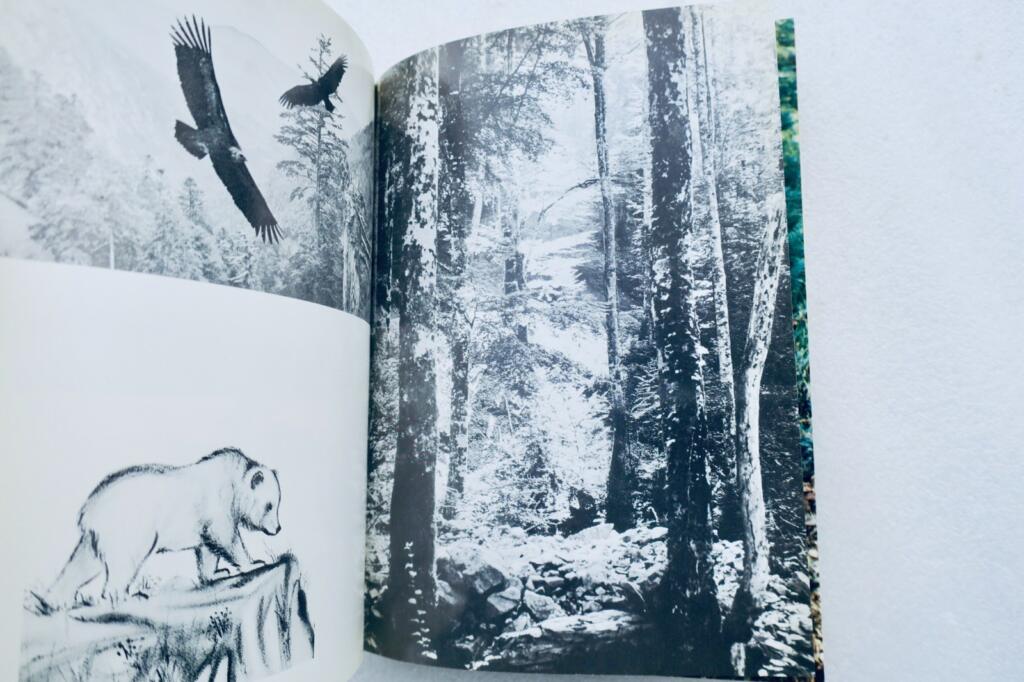A Tale of Bears in the Pyrenees