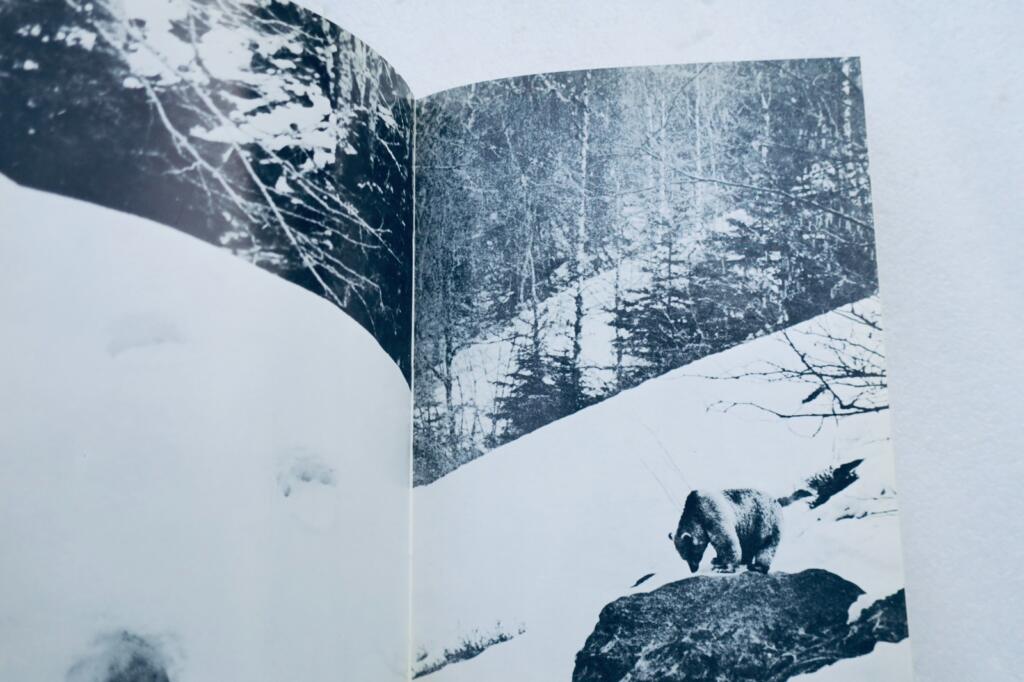 A Tale of Bears in the Pyrenees
