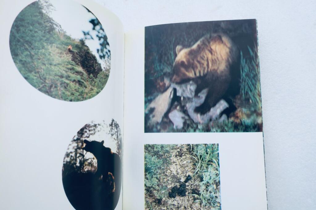A Tale of Bears in the Pyrenees