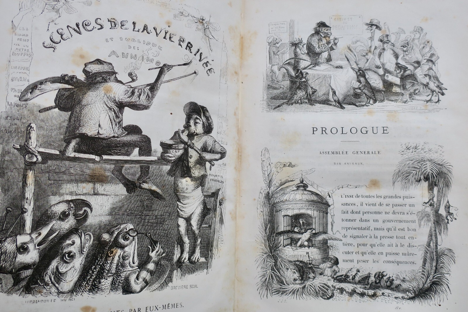 Tierleben im Frankreich des 19. Jahrhunderts - Image 10