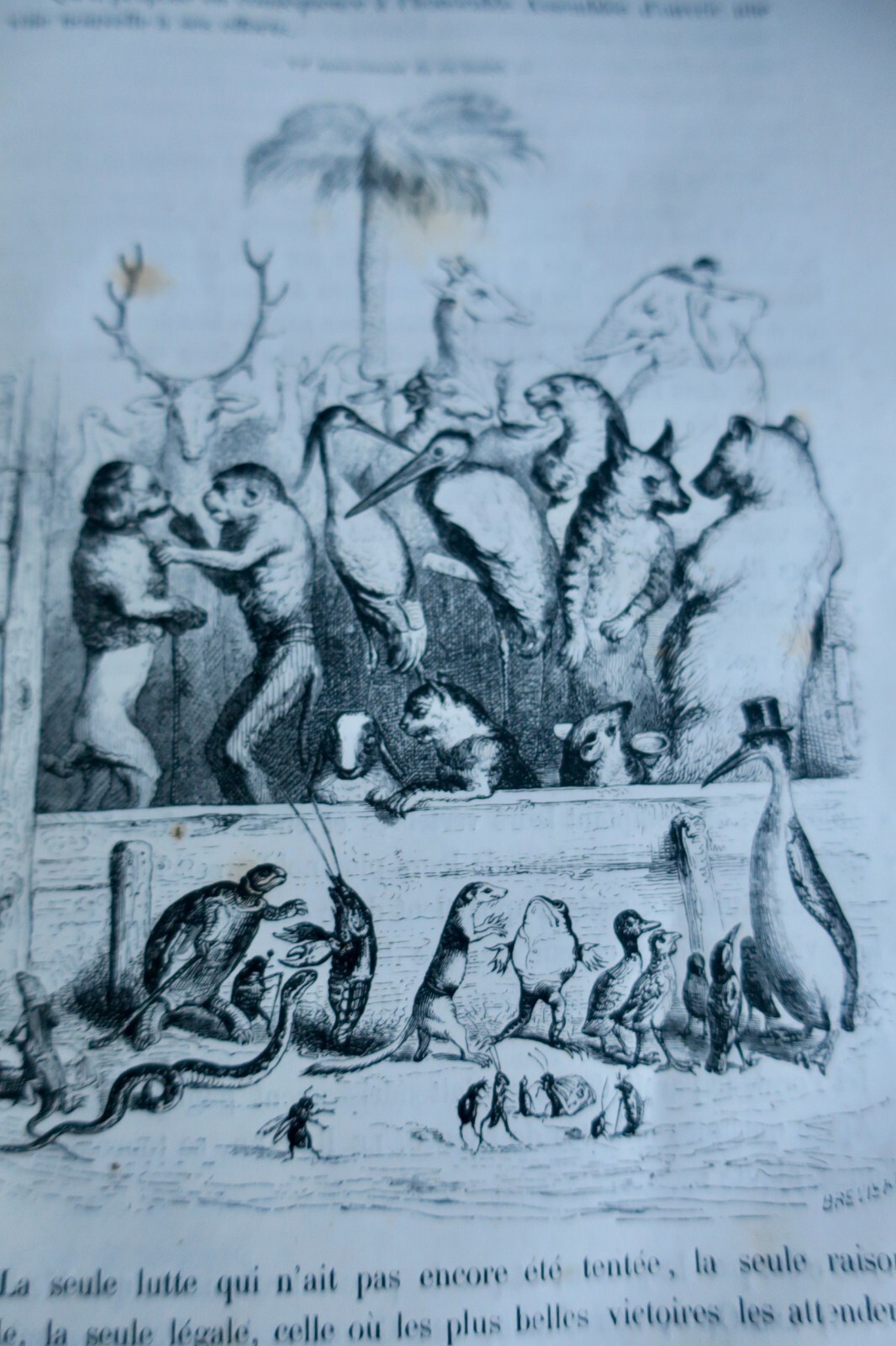 Tierleben im Frankreich des 19. Jahrhunderts - Image 12