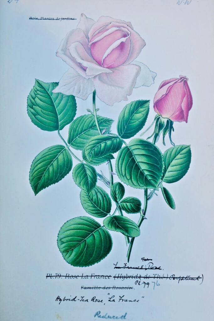 Garden and houseplant atlas