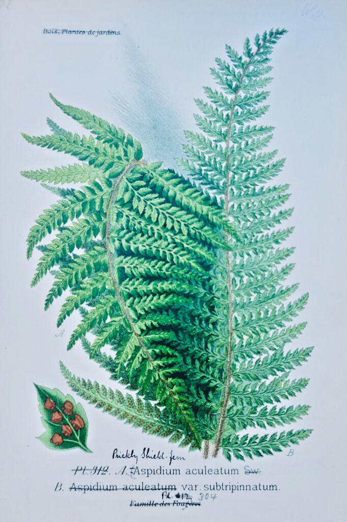Garden and houseplant atlas