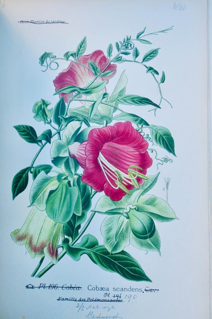 Garden and houseplant atlas