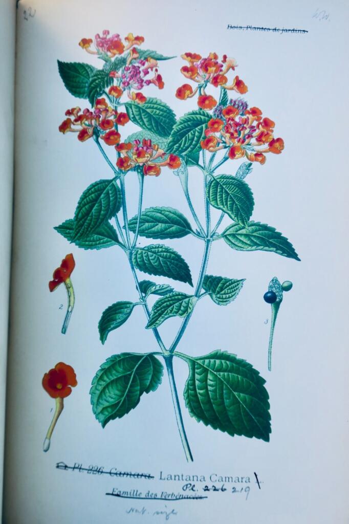 Garden and houseplant atlas