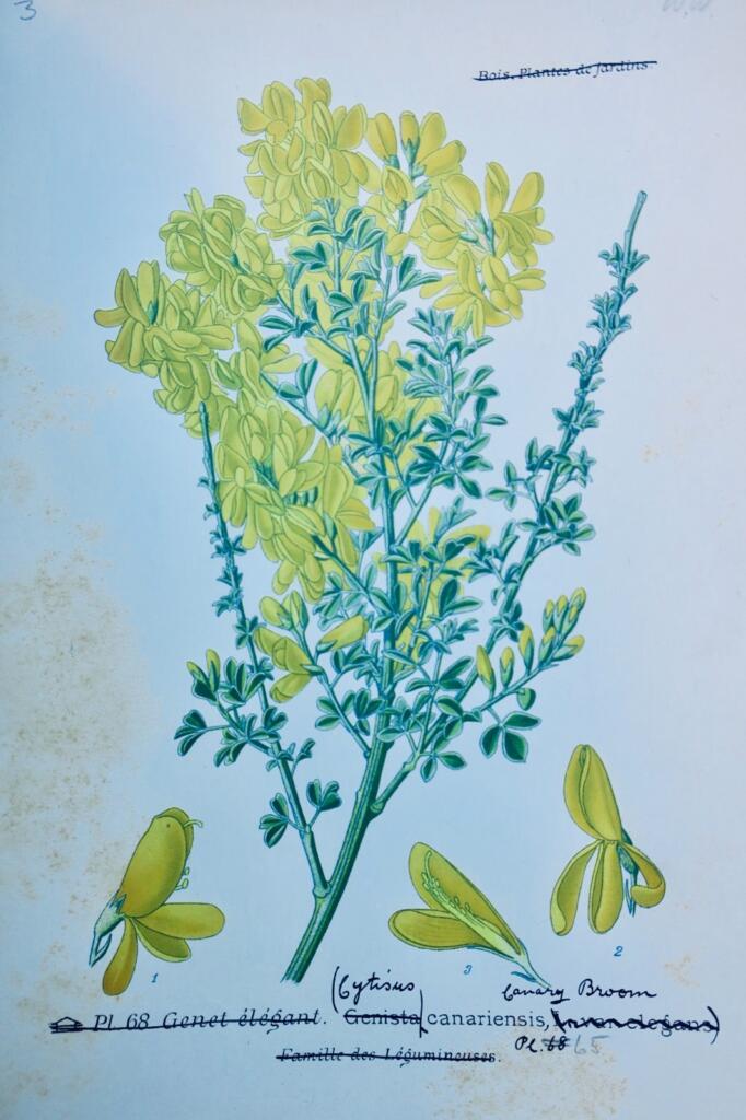 Garden and houseplant atlas