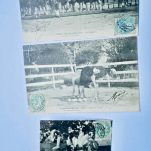 plume ferme d'autruches 3 cartes-postales 1907