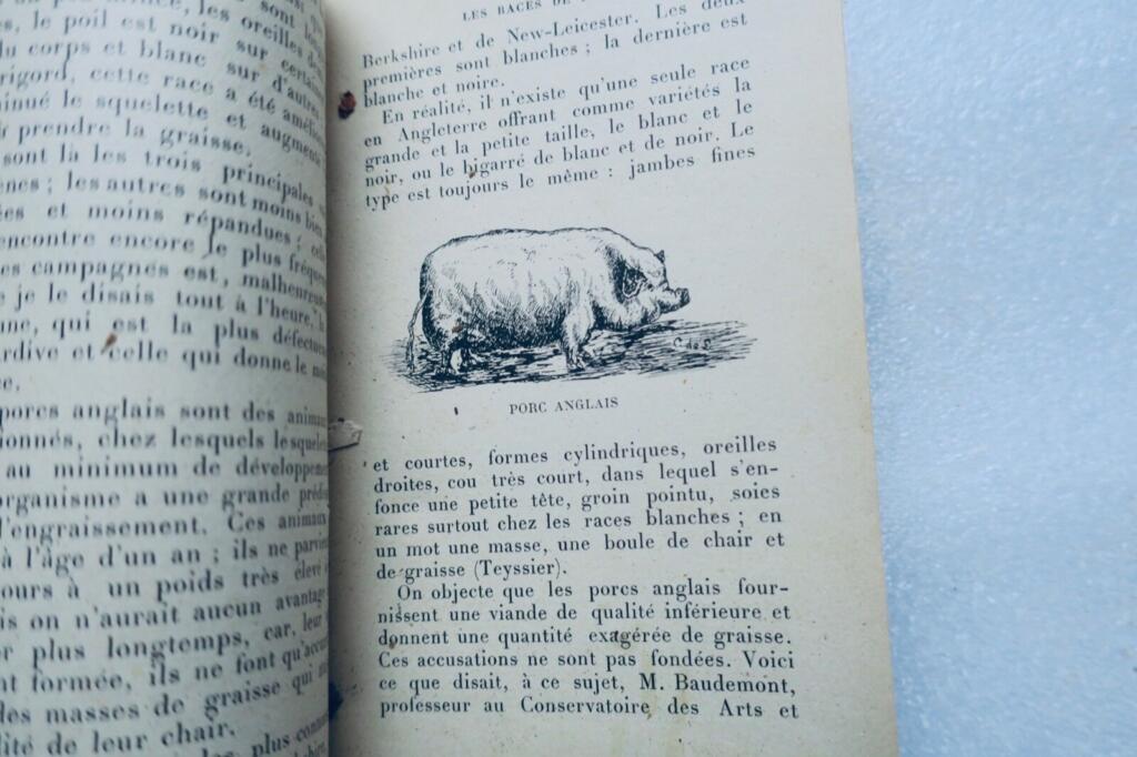 Pork and its products: bacon & hams