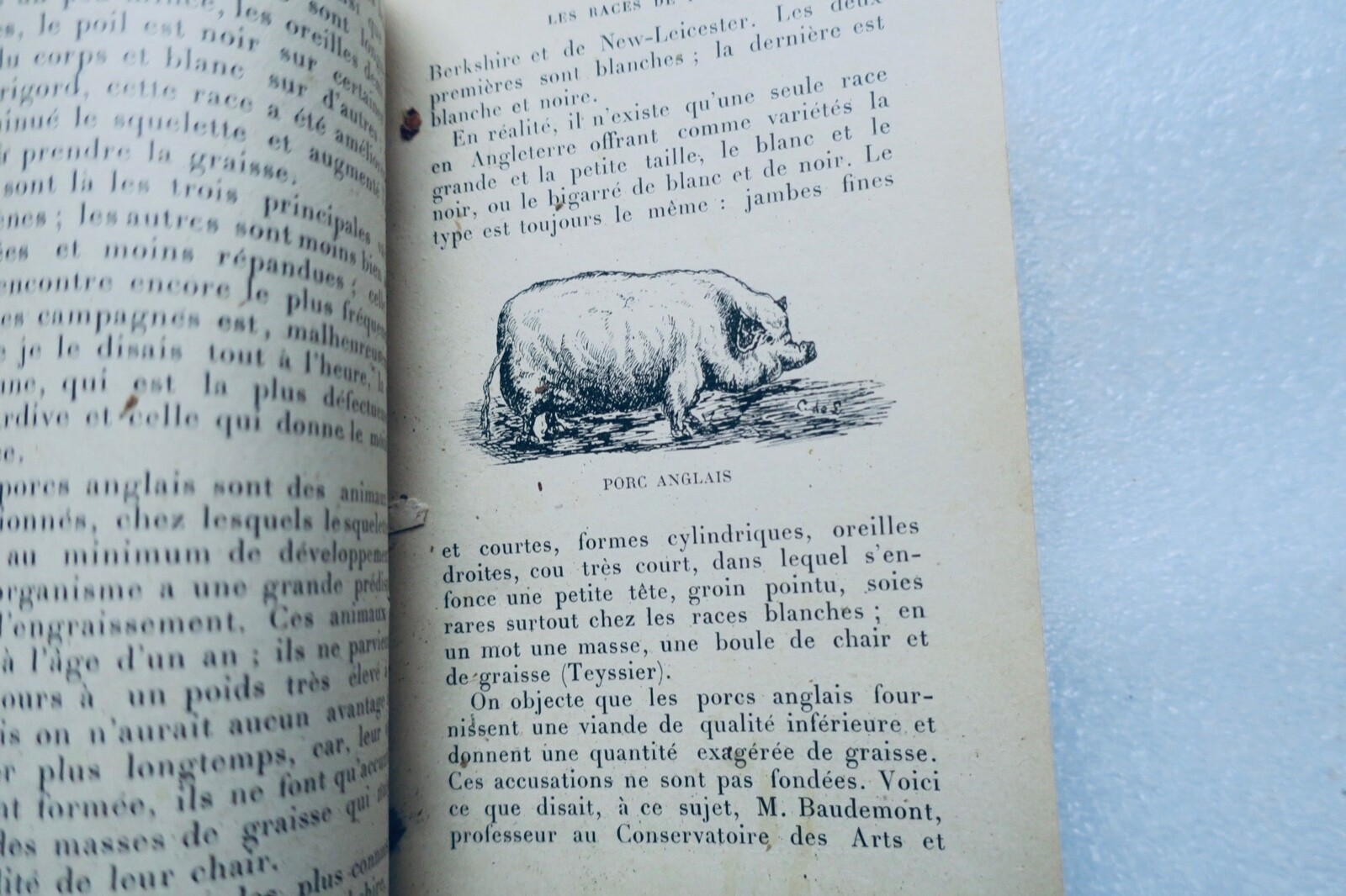 Pork and its products: bacon & hams - Image 6
