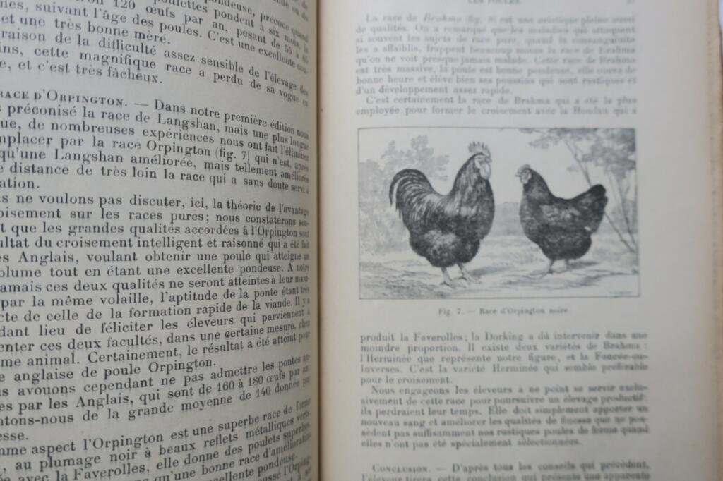 Productive Poultry Farming Guide