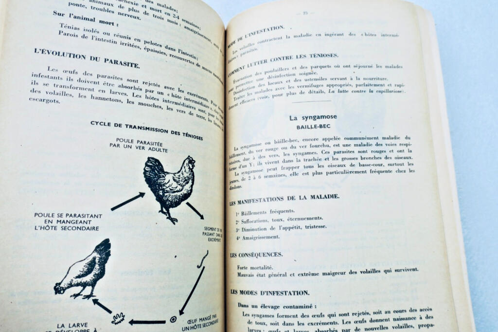 Poule L’aviculture source méconnue de grande richesse + guide pratique..fermière