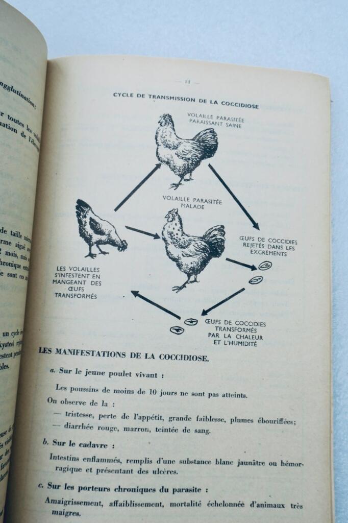 Poule L’aviculture source méconnue de grande richesse + guide pratique..fermière