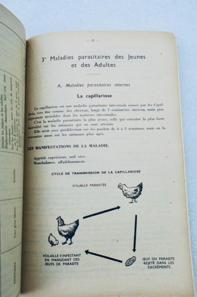 Poule L’aviculture source méconnue de grande richesse + guide pratique..fermière