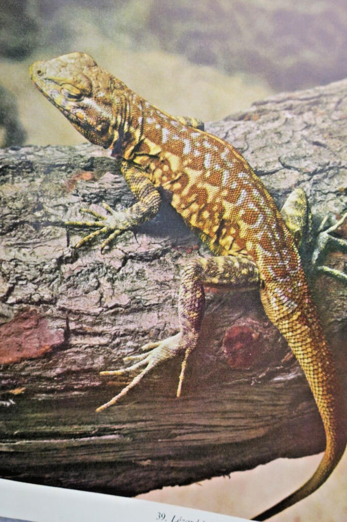 Lebende Reptilien der Welt