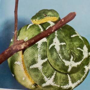 Reptiles vivants du monde 1960