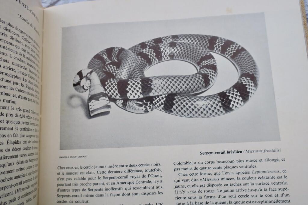 Lebende Reptilien der Welt