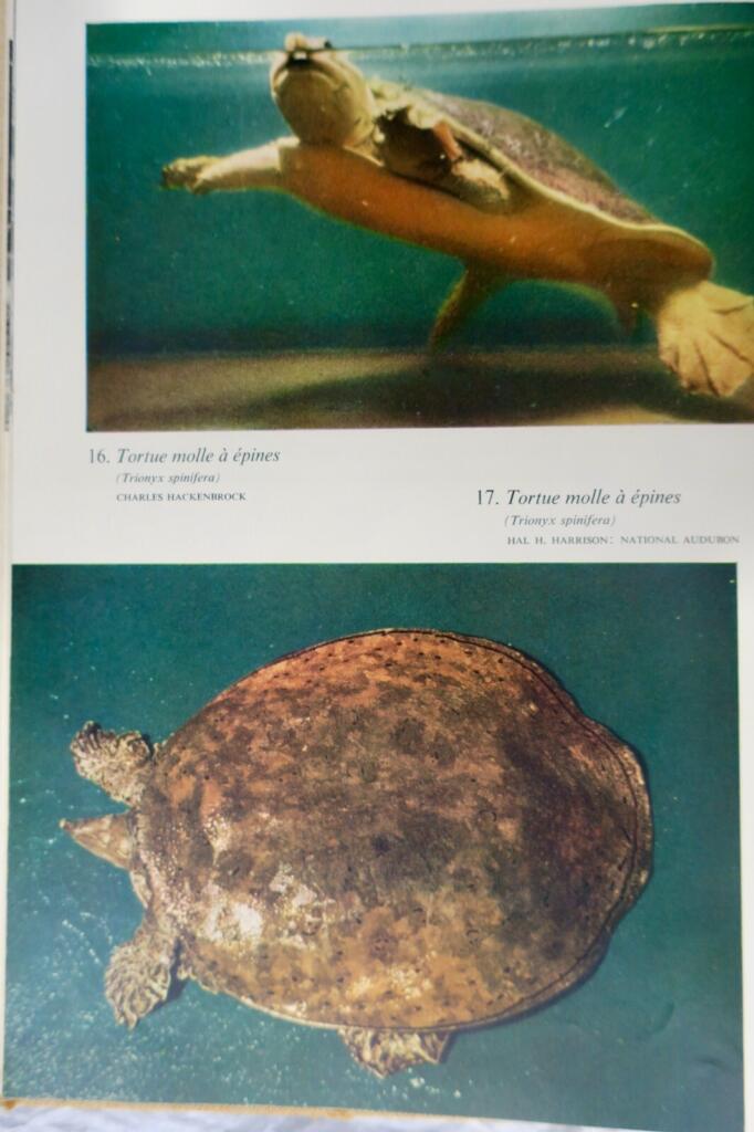 Lebende Reptilien der Welt