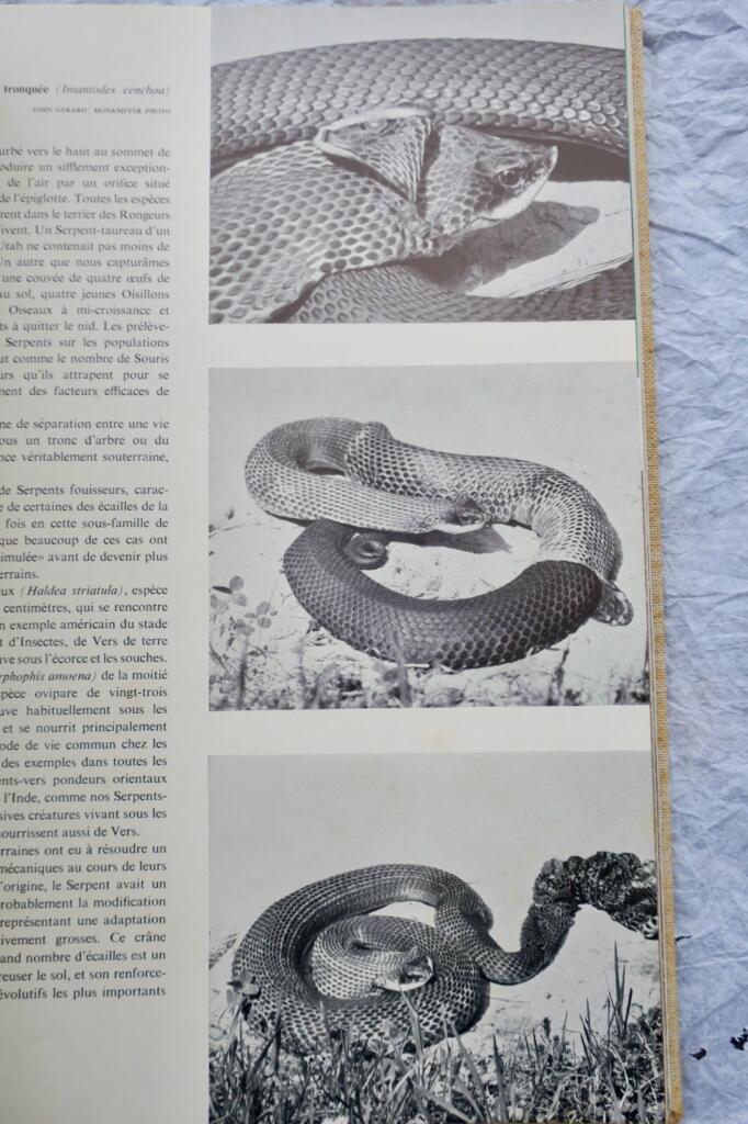 Lebende Reptilien der Welt