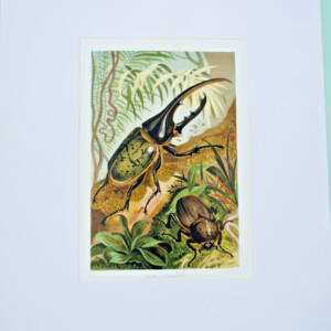 Scarabé d'hercule Chromolithographie