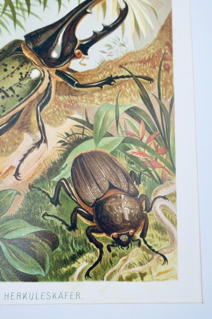 Hercules Beetle Chromolithograph