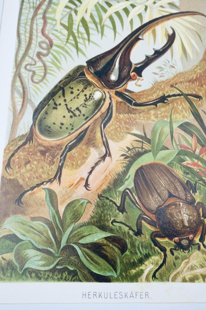 Hercules Beetle Chromolithograph