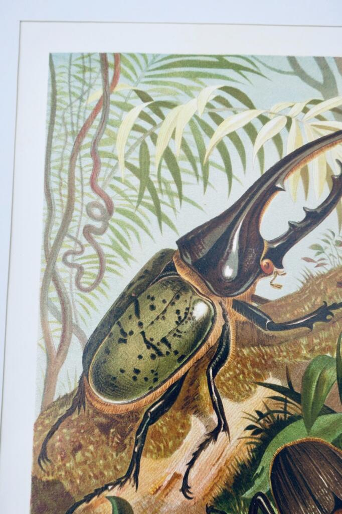Hercules Beetle Chromolithograph