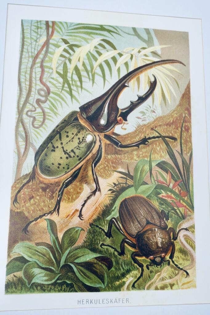 Hercules Beetle Chromolithograph