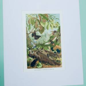 Scène de jardin Chromolithographie