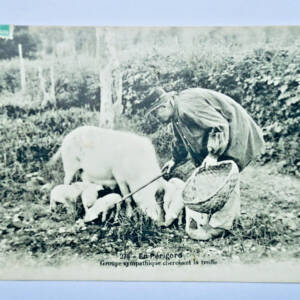 Truffe Périgord groupe sympatique cherchant la truffe 1914