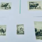 Vaches gravures originales sur cuivre, XVIIè Paülus Potter - La Librairie Antique