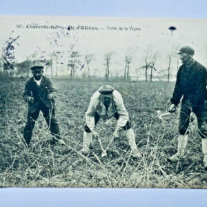 VIGNE ile d'Oleron charente inf- la taille de la vigne 17