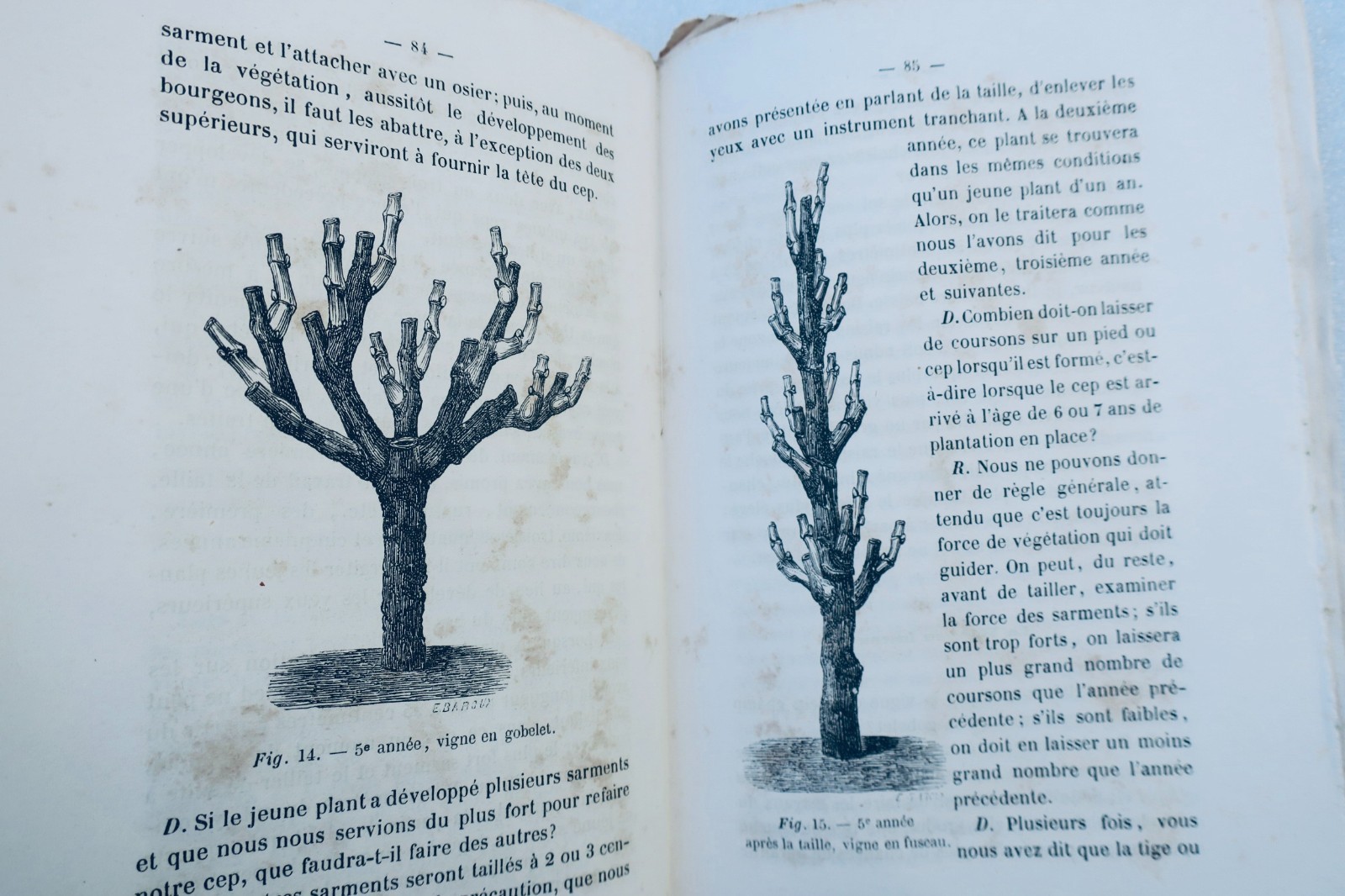 Vigne TROUILLET Culture de la vigne en plein champ. sans échalas ni attaches – Image 4