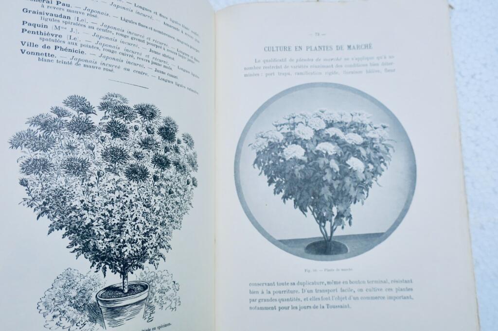 菊花栽培技术与多样品种