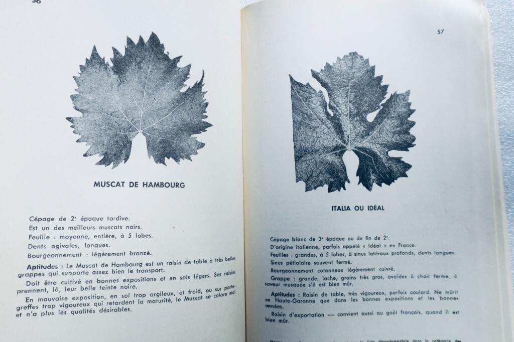 Study of Grape Varieties
