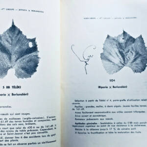 Vin MOUTON LA VIGNE CONTRIBUTION A L ETUDE DES CEPAGES ET PORTES GREFFES