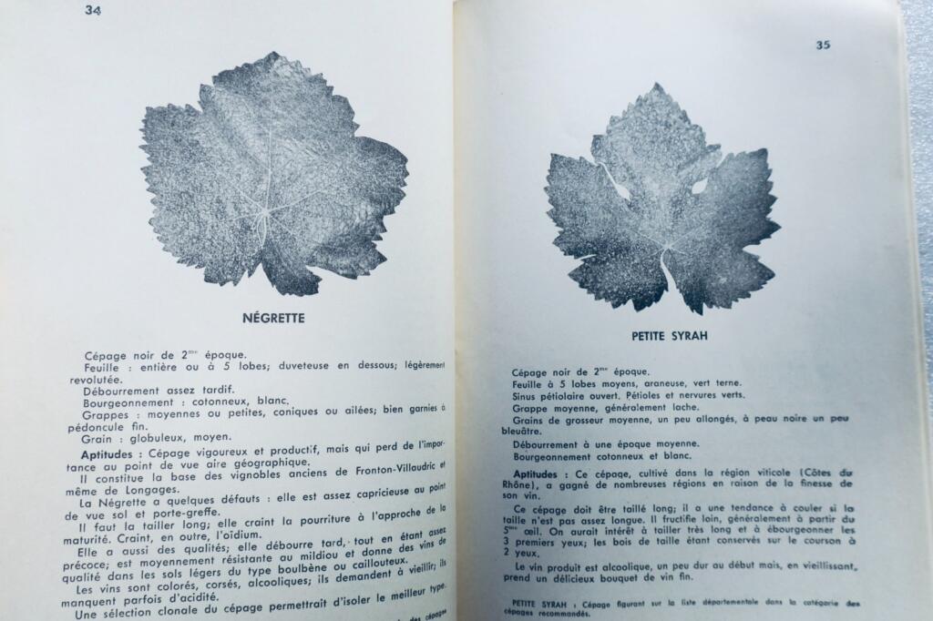 Study of Grape Varieties