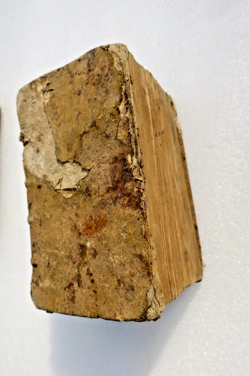 ancien CUJAS Iacobi CUIACII praeclarissimi observationum et emendationum 1591 – Image 3