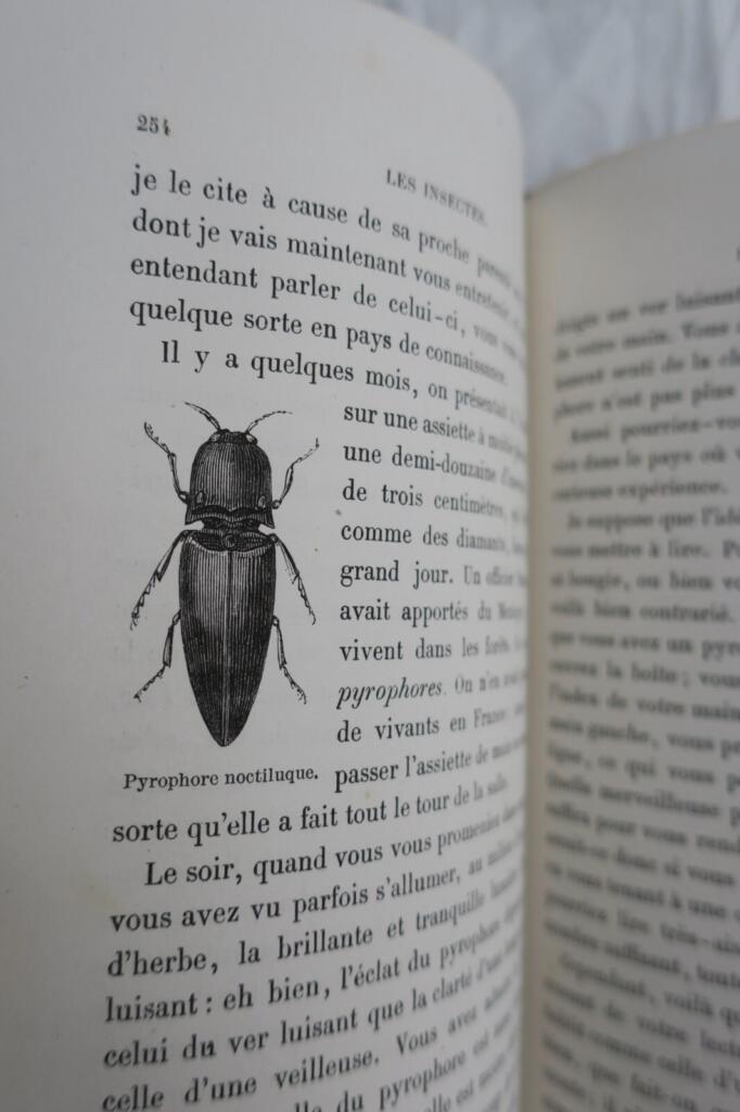 Tiere mit Metamorphosen