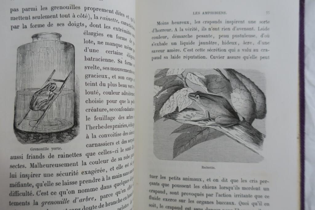 Tiere mit Metamorphosen