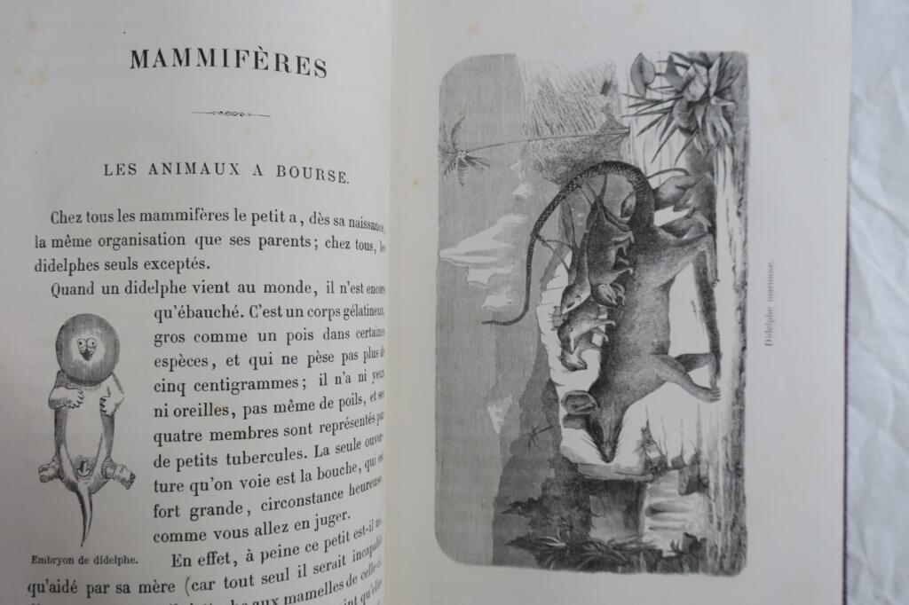 Tiere mit Metamorphosen
